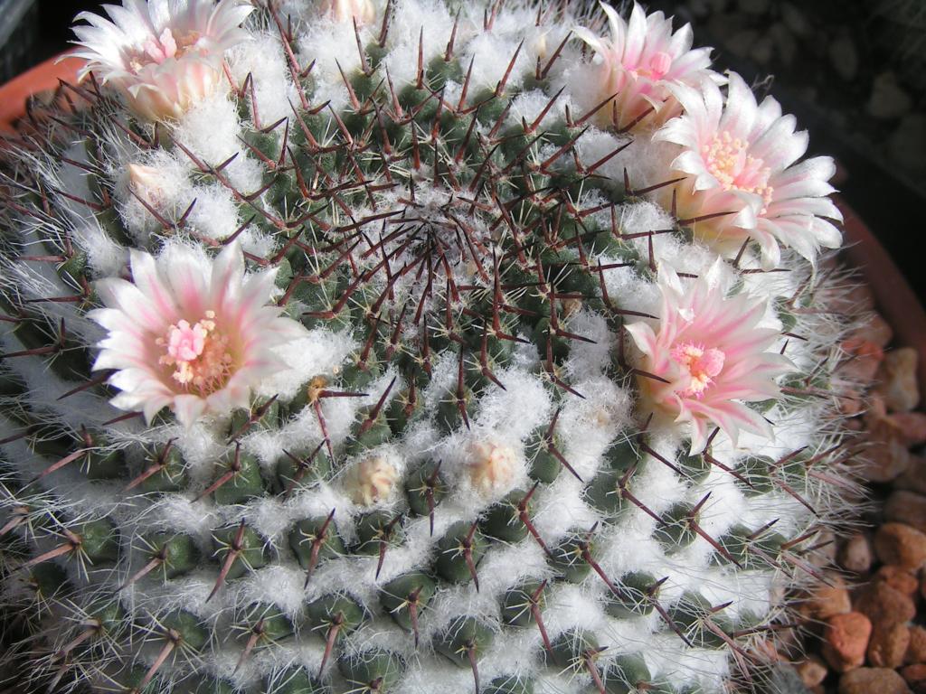 Mammillaria formosa